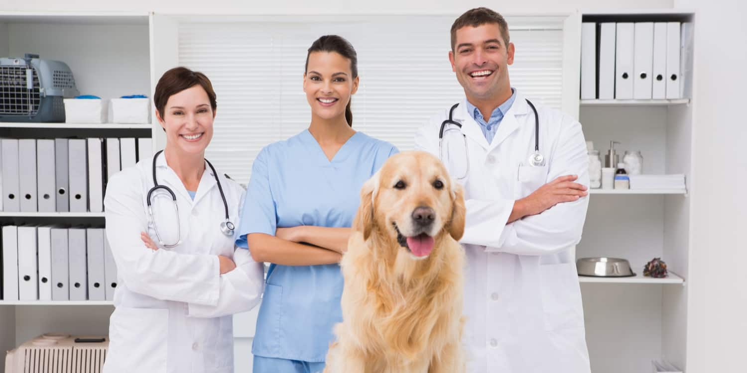 Photograph of a partnership of 3 veterinary surgeons with a Golden Retriever dog in the foreground.